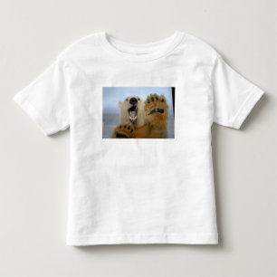 Camiseta Infantil urso polar, Ursus maritimus, curiosamente olha