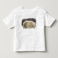 Urso Polar Ursus maritimus) em Churchill
