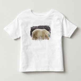 Camiseta Infantil Urso Polar Ursus maritimus) em Churchill