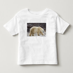 Camiseta Infantil Urso Polar Ursus maritimus) em Churchill