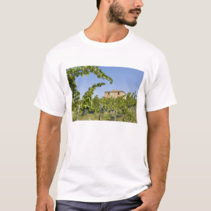 Camiseta Itália, Toscana, Montepulciano. Uvas prontas