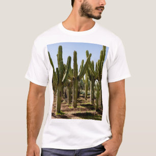Camiseta Jardim Cactos, paisagem desértica tropical.