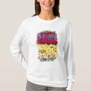 Camiseta jardim de tulipas em exposição no vale de Skagit,
