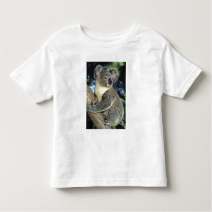 Camiseta Koala, Phascolarctos cinereus), Austrália,