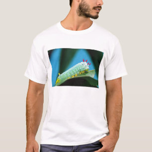 Camiseta Lagarta da Mariposa Prometeu, Callosamia