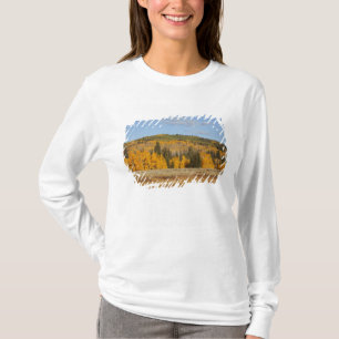 Camiseta Lambert Hollow, árvores de álamo