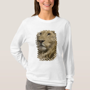 Camiseta Leão Africano, Panthera leo, Retrato de um
