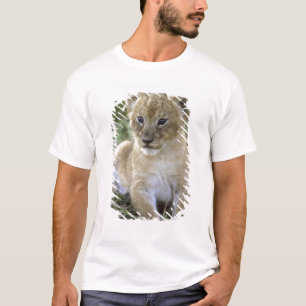 Camiseta leão-africano, Panthera leo), Tanzânia,