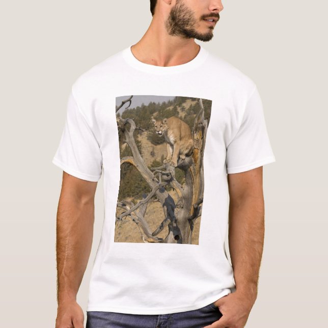 Camiseta Leão de Montanha, também conhecido como puma, cuma (Frente)