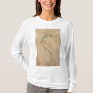 Camiseta Libélula Skimmer Inseto Fêmea (CC BY 4.0)