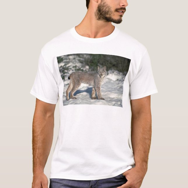 Camiseta Lince de Canadá na neve (Frente)