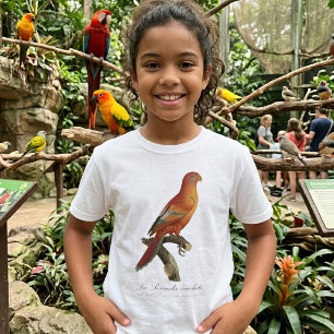 Camiseta Lório-vermelho ou Eos Borneu, Trichoglossus borneu