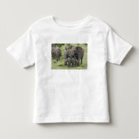 Manada de elefantes africanos, Loxodonta africana,