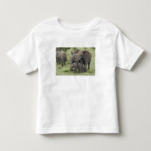 Camiseta Manada de elefantes africanos, Loxodonta africana,