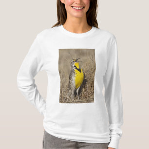 Camiseta Meadowlark ocidental (neglecta de Strunella)
