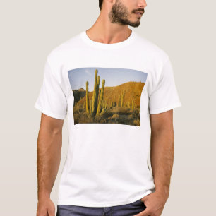 Camiseta México, Baja, Ilha Catalina de Papais noeis, Mar 
