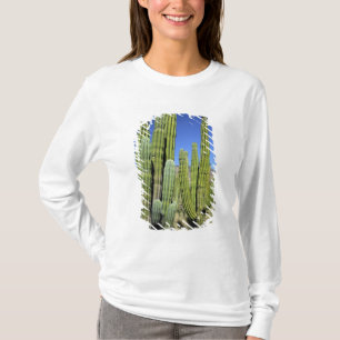 Camiseta México, Sonora, San Carlos. Saguaro & Organ Pipe