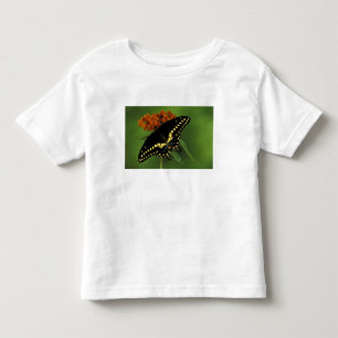 Camiseta Michigan, Rochester. Borboleta Rabo de Andorinha P