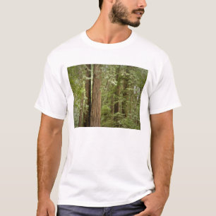 Camiseta Monumento Nacional Muir Woods, Norte