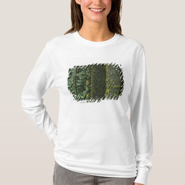 Camiseta Mt. Ashland, Floresta Nacional Rogue RIver, (Frente)