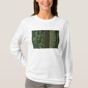 Camiseta Mt. Ashland, Floresta Nacional Rogue RIver,