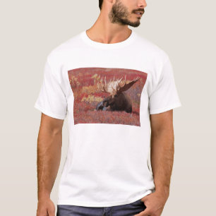 Camiseta N.A., EUA, Alasca, Parque Nacional Denali, Touro