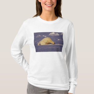 Camiseta NA, Canadá, Manitoba, Churchill, Urso polar