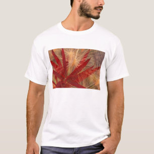 Camiseta NA, EUA, Alasca, Denali NP, Fireweed e selvagem