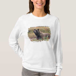 Camiseta NA, EUA, Alasca, Parque Nacional Denali, Urso pard