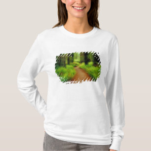Camiseta NA, EUA, Califórnia, Jedediah Smith Redwoods