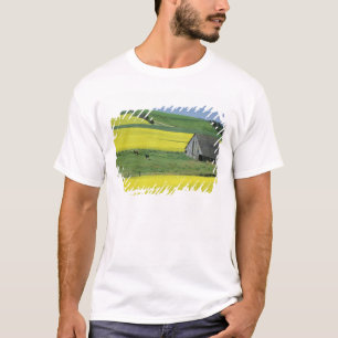 Camiseta NA, EUA, Idaho, perto de Potlatch, Canola e velho