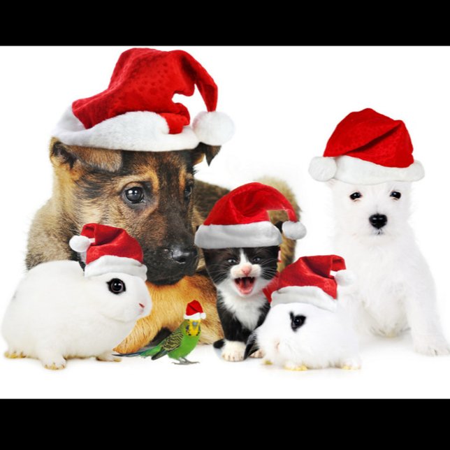 Camiseta Natal animal (A group of pets wearing Santa hats!)