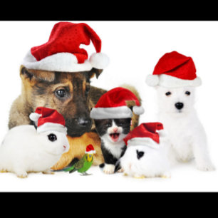 Camiseta Natal animal