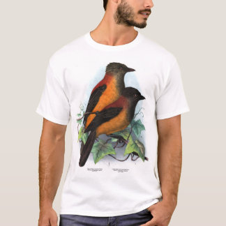 Camiseta Nova Guiné: Duas espécies de Pitohui