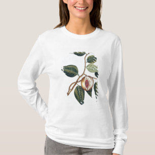 Camiseta Noz-moscada, placa 7, 'da coleção Precieuse e En