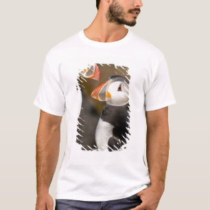 Camiseta O Papagaio-do-mar