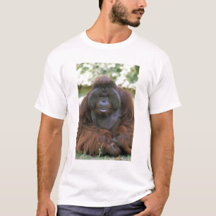 Camiseta Orangotango Pongo Pygmaeus