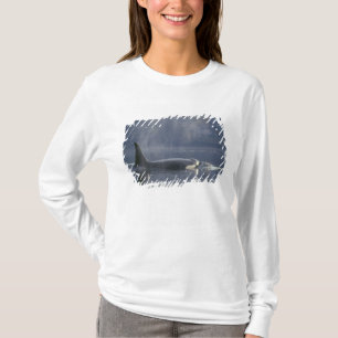 Camiseta Orca fêmea adulta (Orcinus Orca), Puget