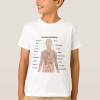 Organograma de Anatomia do Corpo Humano
