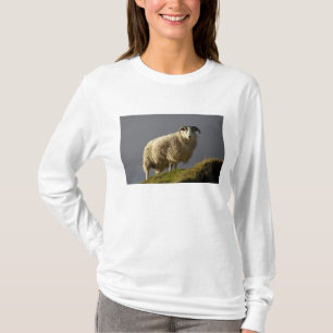 Camiseta Ovelhas, Península de Trotternish, Ilha de Skye,