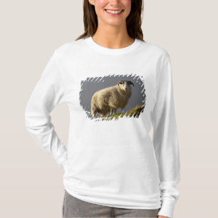 Camiseta Ovelhas, Península de Trotternish, Ilha de Skye,