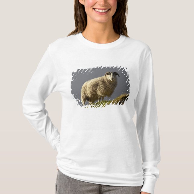 Camiseta Ovelhas, Península de Trotternish, Ilha de Skye, (Frente)