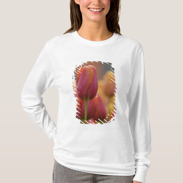 Camiseta Países Baixos (também conhecido como Holanda), Lis (Frente)