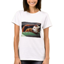 Panda vermelha do sono