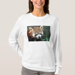 Camiseta Panda-vermelho, Taronga Zoo, Sydney, Austrália