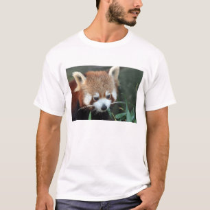 Camiseta Panda Vermelho, Taronga Zoo, Sydney, Austrália