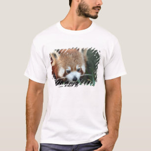 Camiseta Panda Vermelho, Taronga Zoo, Sydney, Austrália