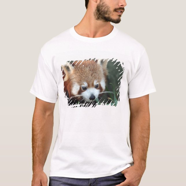 Camiseta Panda Vermelho, Taronga Zoo, Sydney, Austrália (Frente)