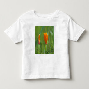 Camiseta Papoulas douradas da Califórnia em um campo verde