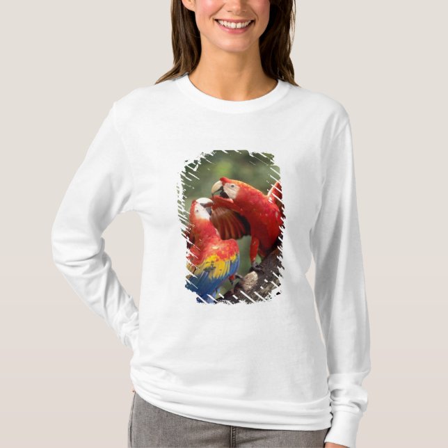 Camiseta Par de Araras-vermelhas (Frente)